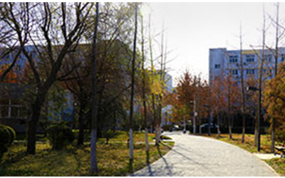 白蚁对农作物的危害