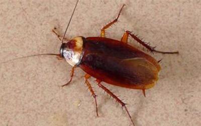 工厂类灭蟑螂解决方案