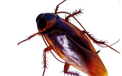 教你一些杀死蟑螂的方法，一夜之间消灭，蟑螂从来不敢到你家来！