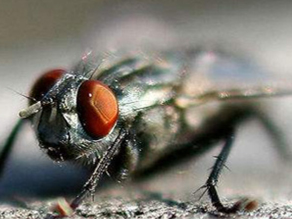 苍蝇类 