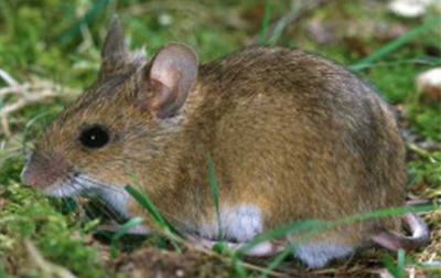 老鼠究竟有多聪明?