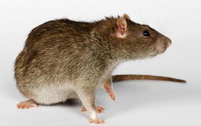 老鼠最怕什么东西？