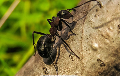 怎么消灭蚂蚁？