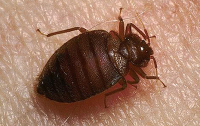 如何预防臭虫？