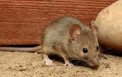 为什么人类惧怕老鼠是什么原因？