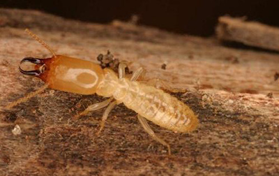 白蚁防治高招？