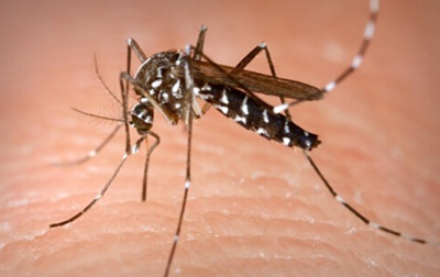 为什么秋后蚊子猛如虎？