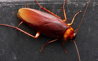 蟑螂是如何来的？