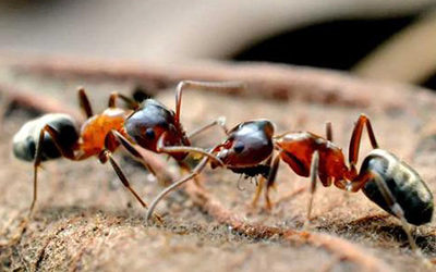 白蚁与蚂蚁的区别