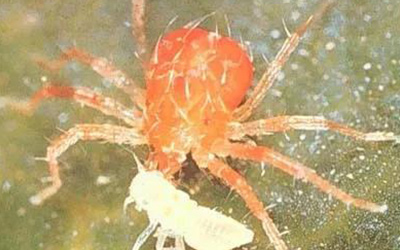 你知道这些螨虫吗？