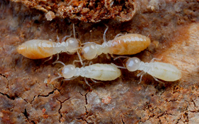 白蚁，害虫还是益虫？
