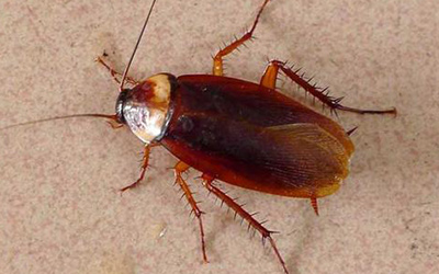 蟑螂的危害及如何消杀