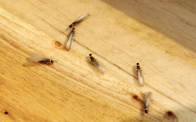 白蚁有哪些危害？