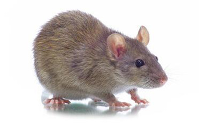 老鼠的基本常识