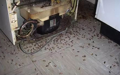 关于蟑螂有趣的点点滴滴